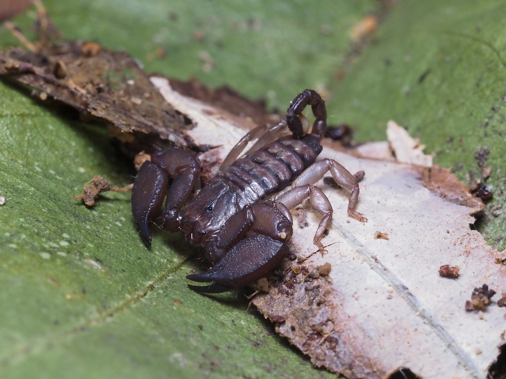 Dwarf wood / bark scorpion (Liocheles) (Liocheles australasiae), photographed in the wild