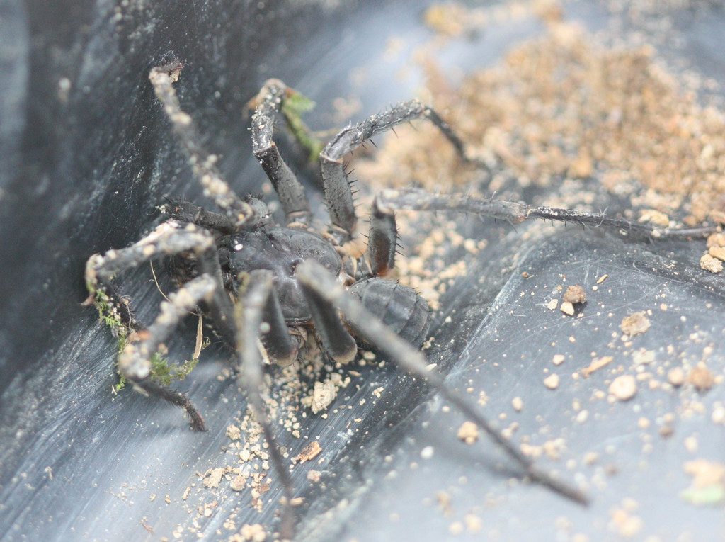 Liphistius spp. (e.g. L. ornatus, L. desultor), photographed in the wild