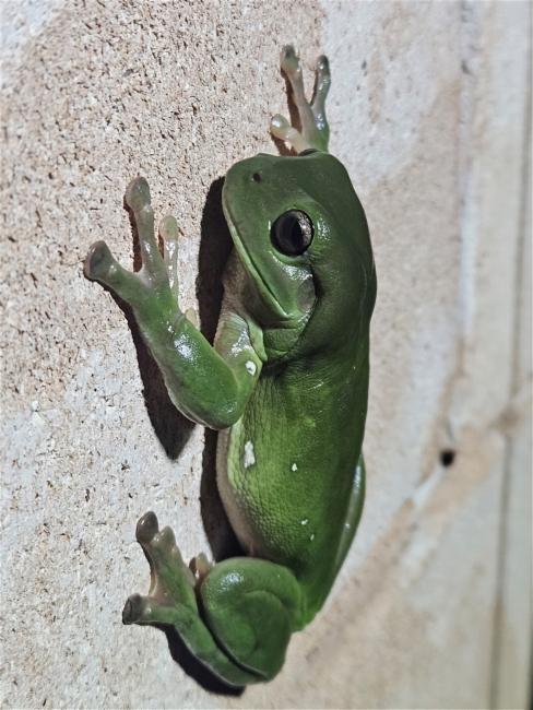 White's Tree Frog / Dumpy Tree Frog (Litoria caerulea), identified on iNaturalist as Pelodryas caerulea, photographed in the wild