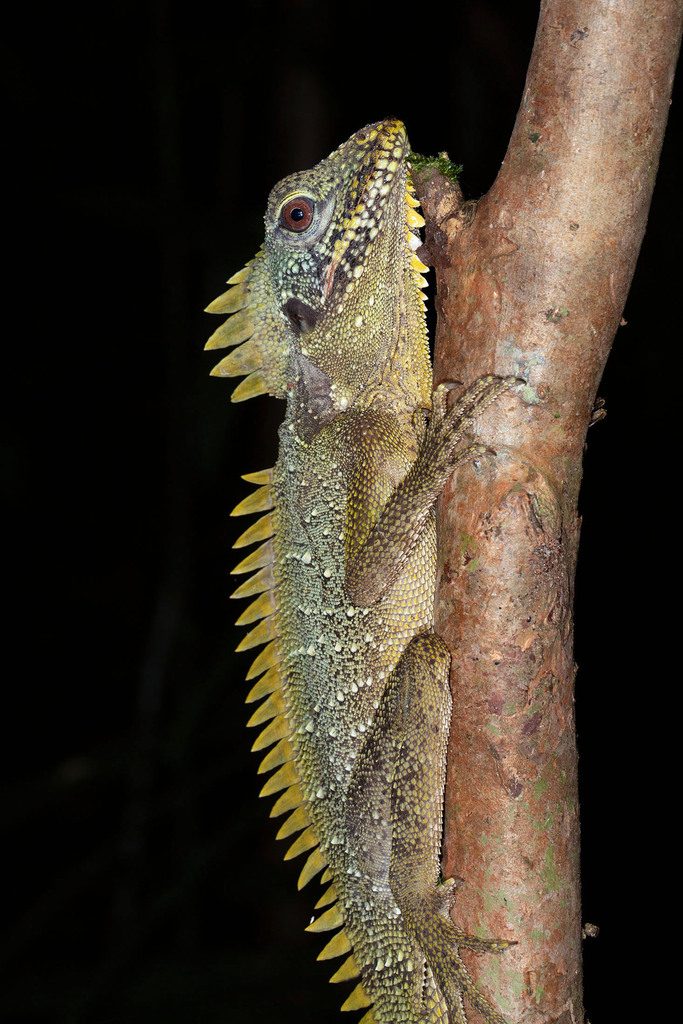 Photograph of Crowned forest dragon (Lophosaurus dilophus)