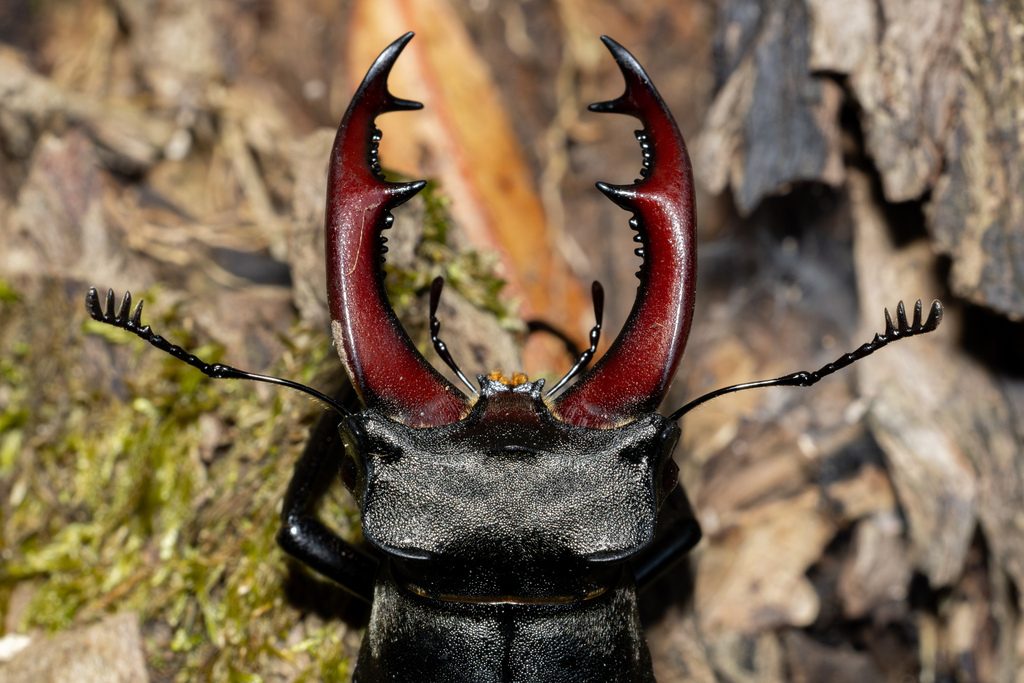 European stag beetle (Lucanus cervus), photographed in the wild