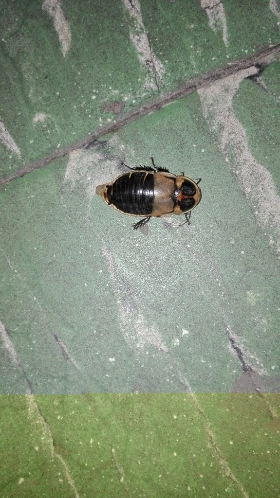 Giant glowspot roach (Lucihormetica subcincta), photographed in the wild