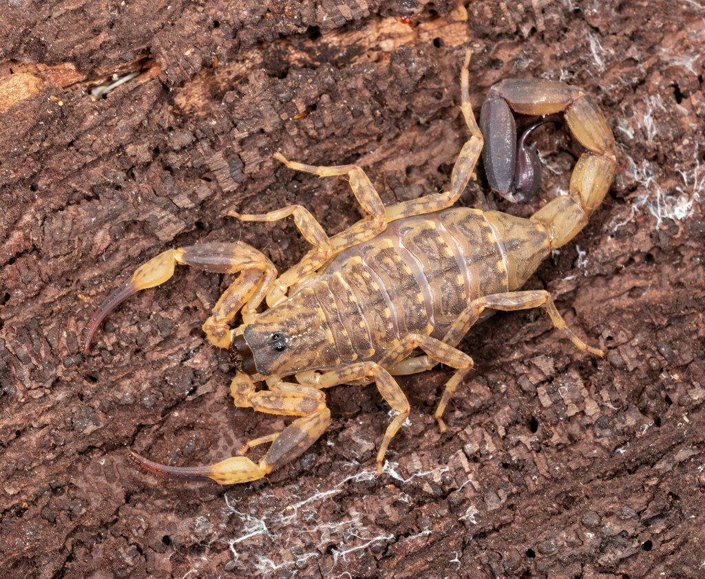 Common Thai house / bark scorpion (Lychas mucronatus), photographed in the wild