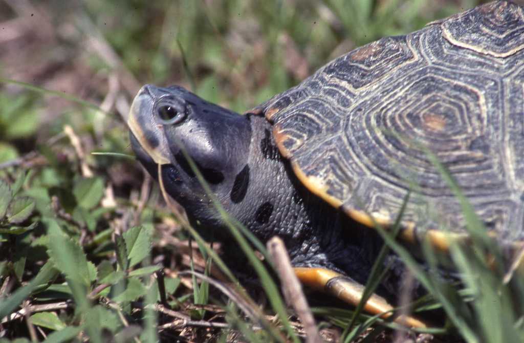 Diamondback Terrapin (Malaclemys terrapin), photographed in the wild