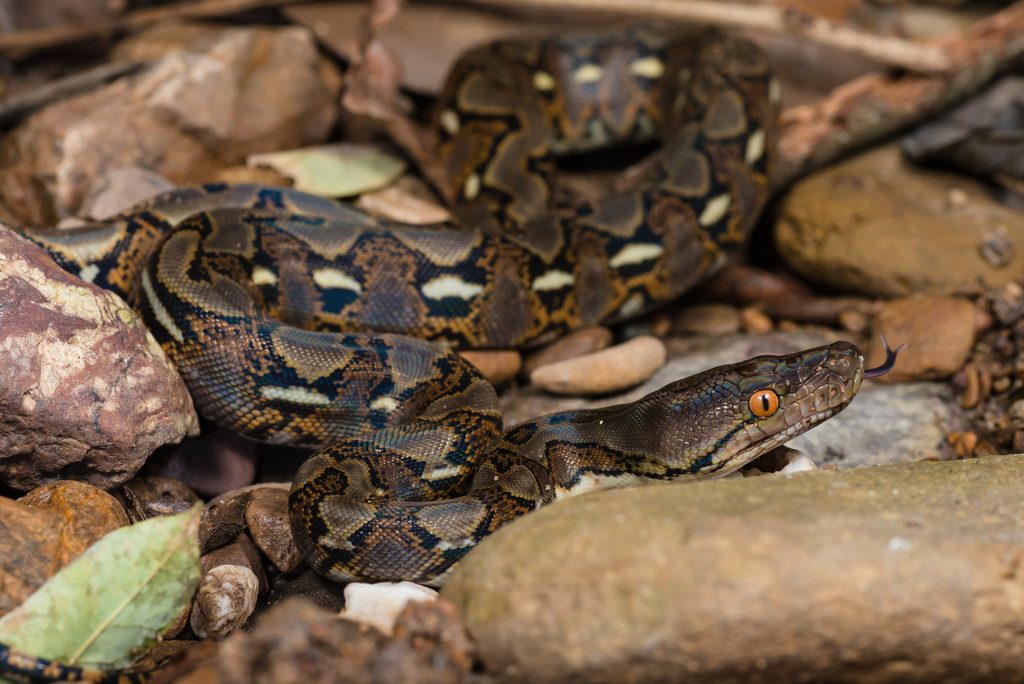 Reticulated Python (Malayopython reticulatus), photographed in the wild