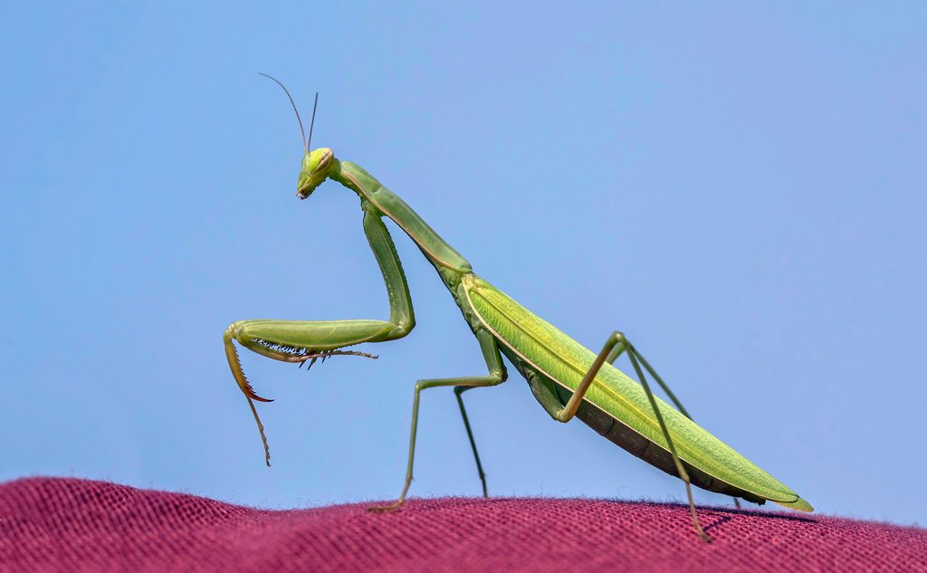 European Mantis (Mantis religiosa), photographed in the wild