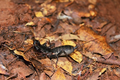 Giant vinegaroon / whip scorpion (Mastigoproctus giganteus), photographed in the wild
