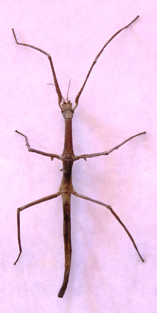 Vietnamese / Annam Stick Insect (Medauroidea extradentata), photographed in the wild