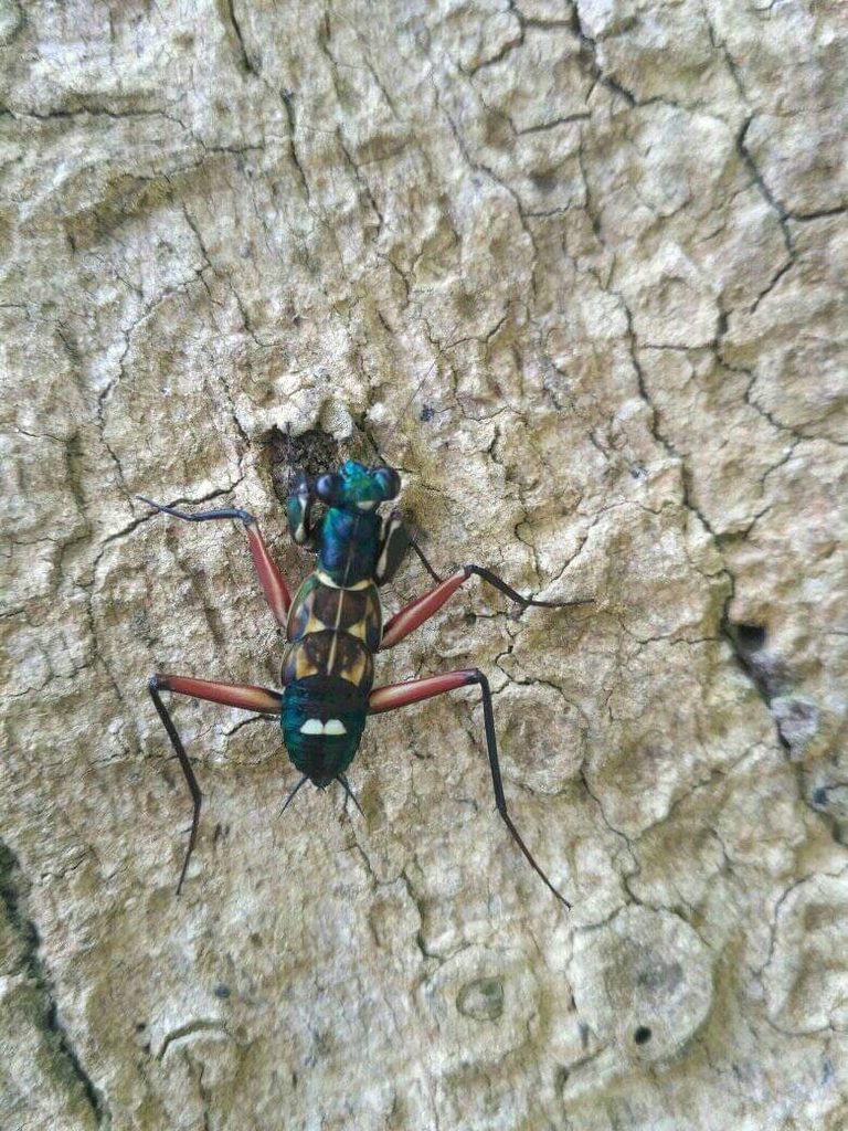 Iridescent Bark Mantis (Metallyticus splendidus), photographed in the wild