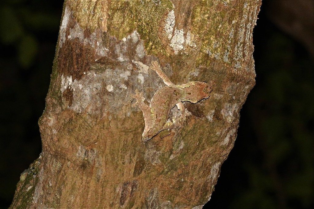 Chahoua gecko (mossy prehensile-tail) (Mniarogekko chahoua), photographed in the wild