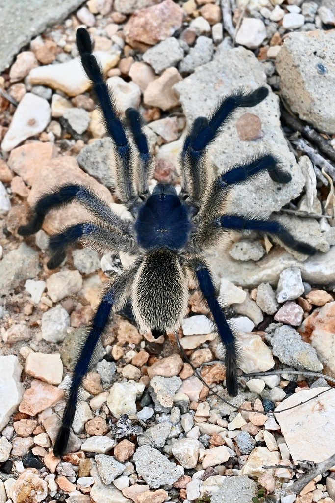 Socotra Island Blue Baboon (Monocentropus balfouri), photographed in the wild
