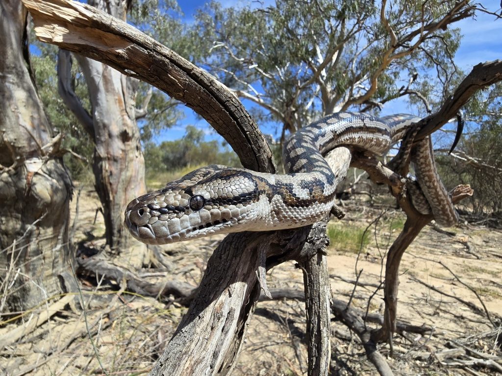 Carpet Python (Morelia spilota), photographed in the wild