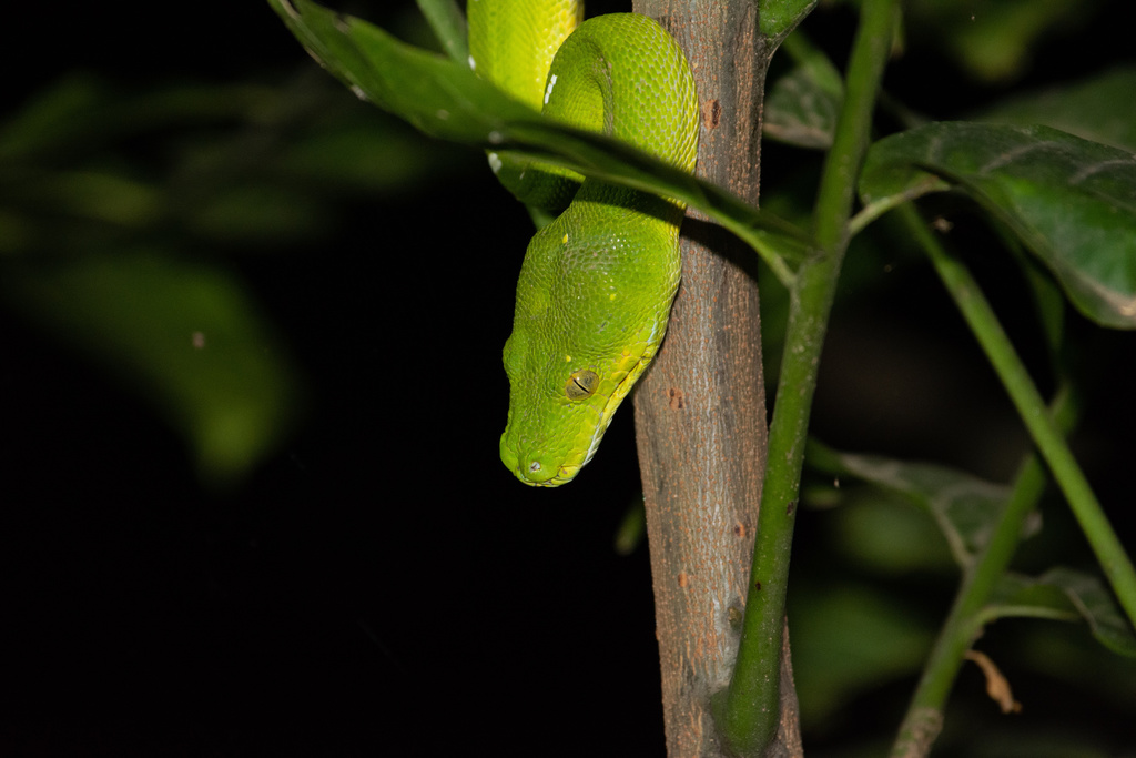 Morelia viridis, photographed in the wild