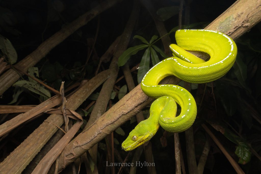 Green Tree Python (Morelia viridis), photograph