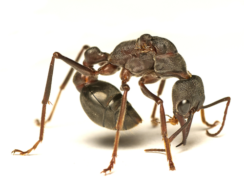 Giant Bull Ant (Myrmecia pyriformis), photograph