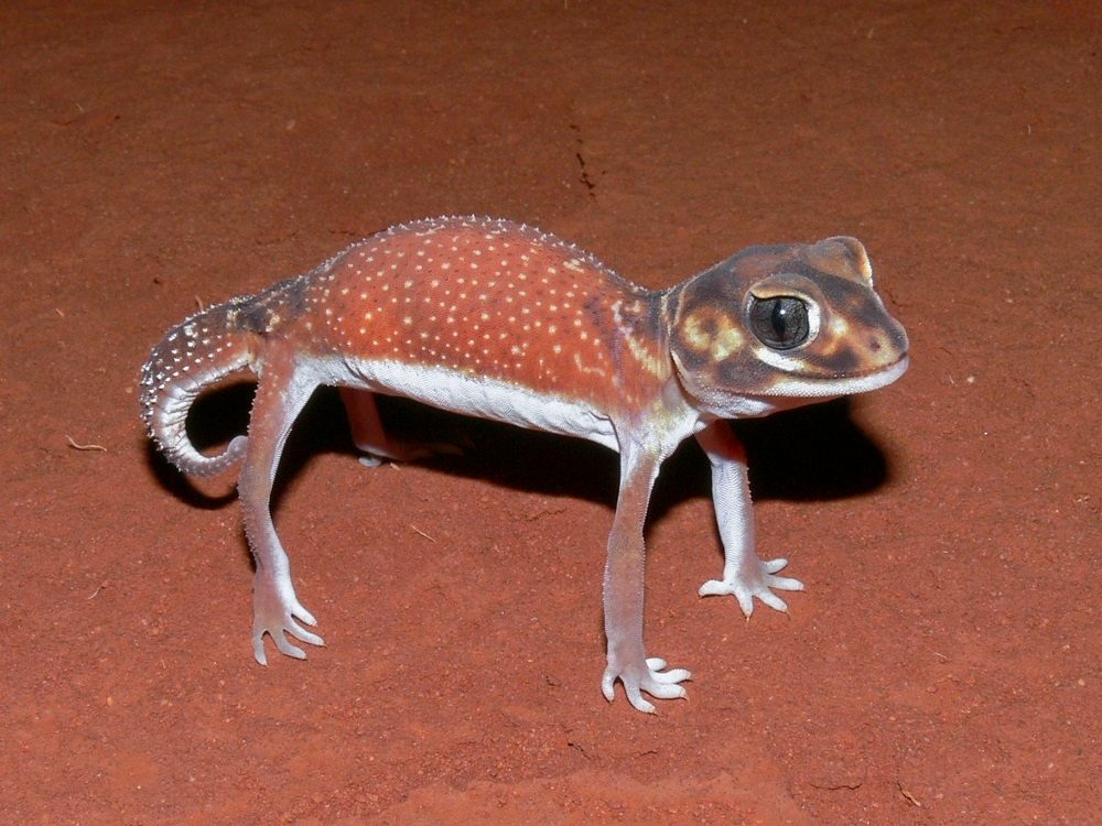 Knob-tailed (Nephrurus levis), photographed in the wild
