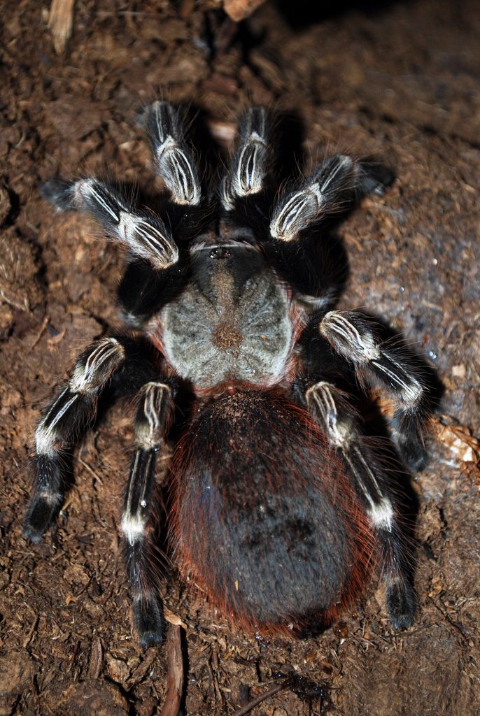 Brazilian Red & White (Nhandu chromatus), identified on iNaturalist as Vitalius chromatus, photographed in the wild