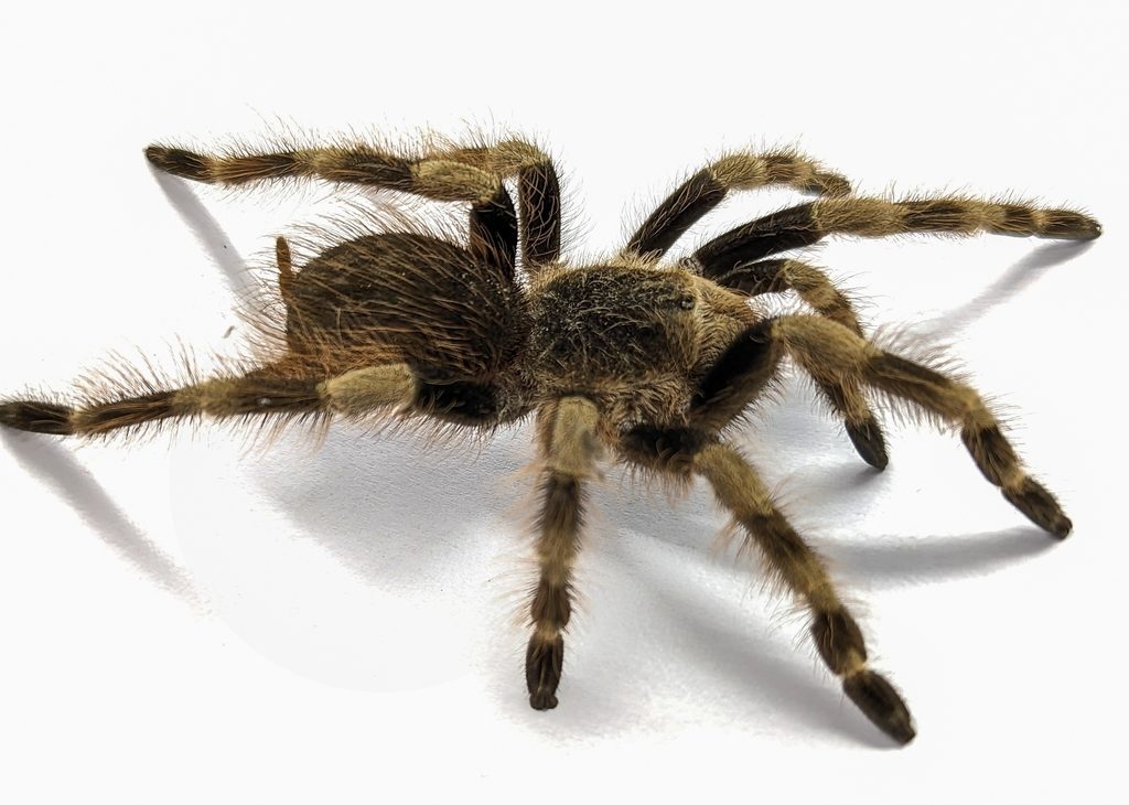 Brazilian Black & White (Nhandu coloratovillosus), photographed in the wild