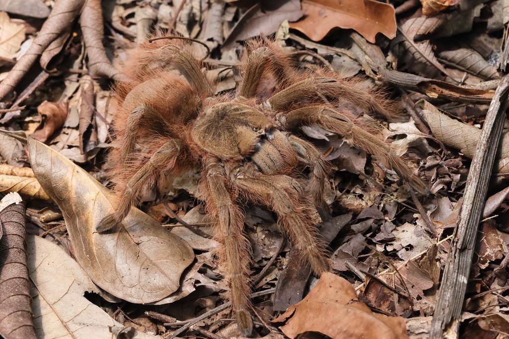Brazilian Giant Blonde (Nhandu tripepii), photographed in the wild