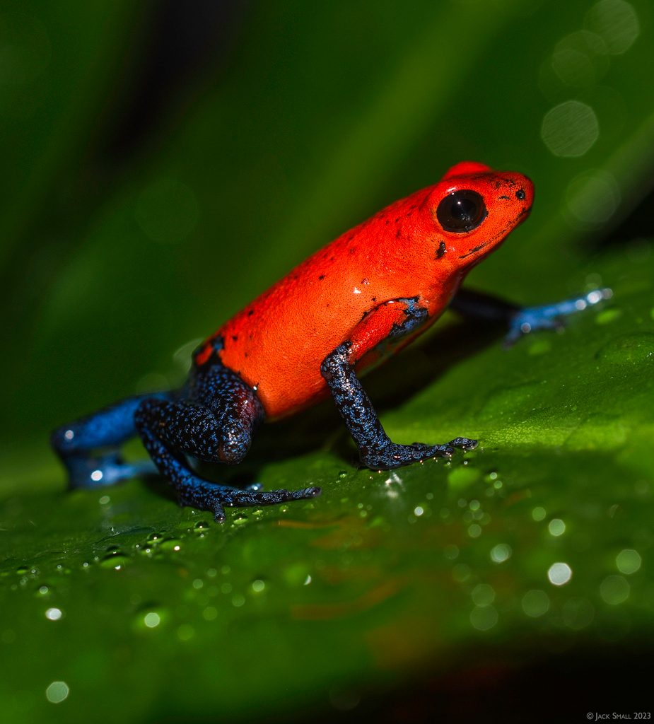 Strawberry Poison Dart Frog (Oophaga pumilio), photographed in the wild
