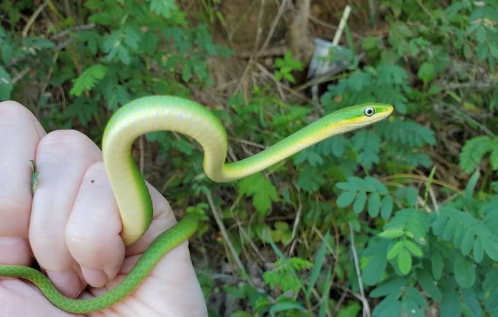 Rough Green Snake (Opheodrys aestivus), photographed in the wild