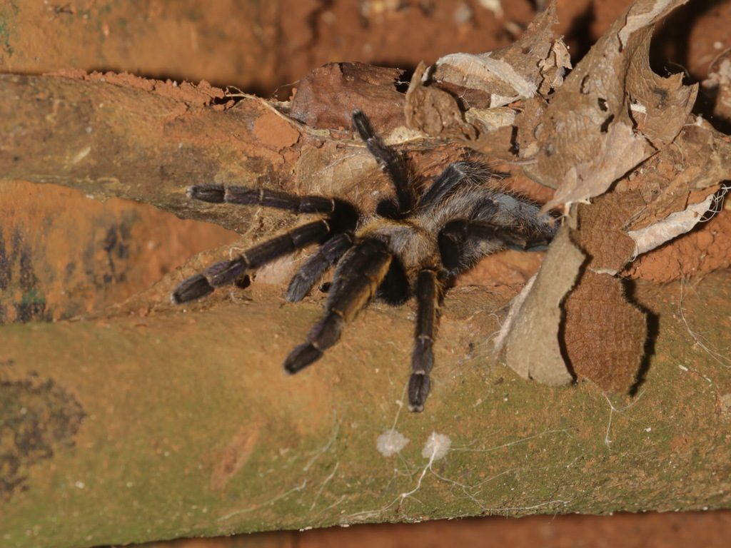 Thailand Golden Fringe Tarantula (Ornithoctonus aureotibialis), photographed in the wild