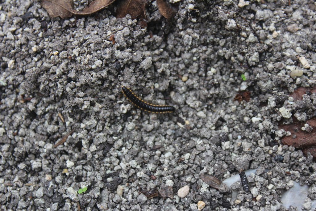 Orthomorpha sp. 'Thailand', photographed in the wild