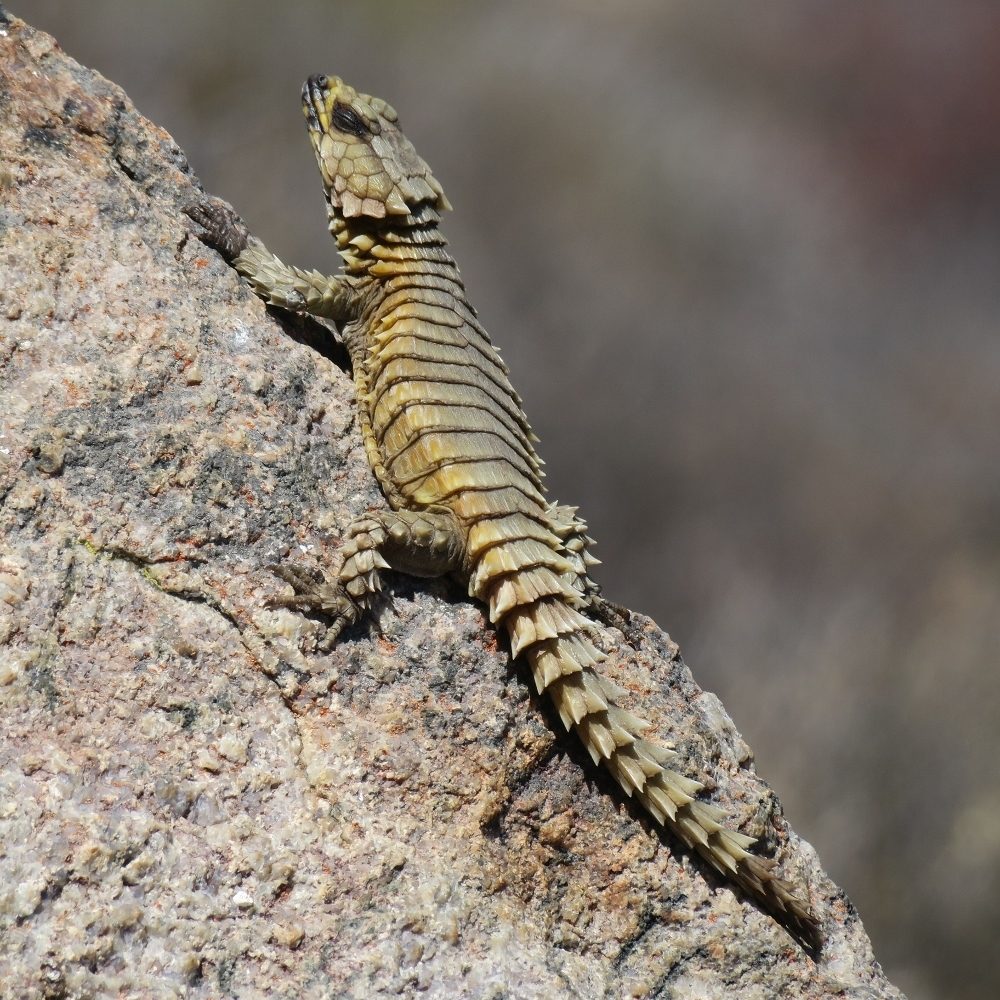 Armadillo Girdled Lizard (Ouroborus cataphractus), photographed in the wild