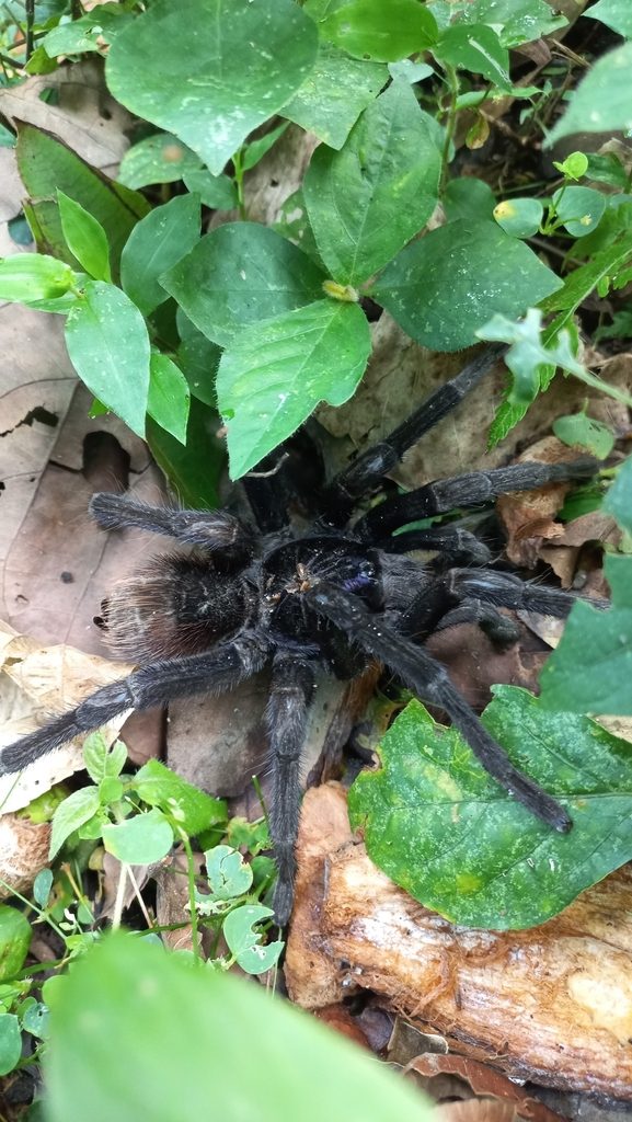 Pamphobeteus sp. (antinous/machala), photographed in the wild