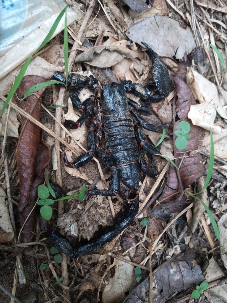 Dictator / giant African scorpion (Pandinus dictator), identified on iNaturalist as Pandinopsis dictator, photographed in the wild