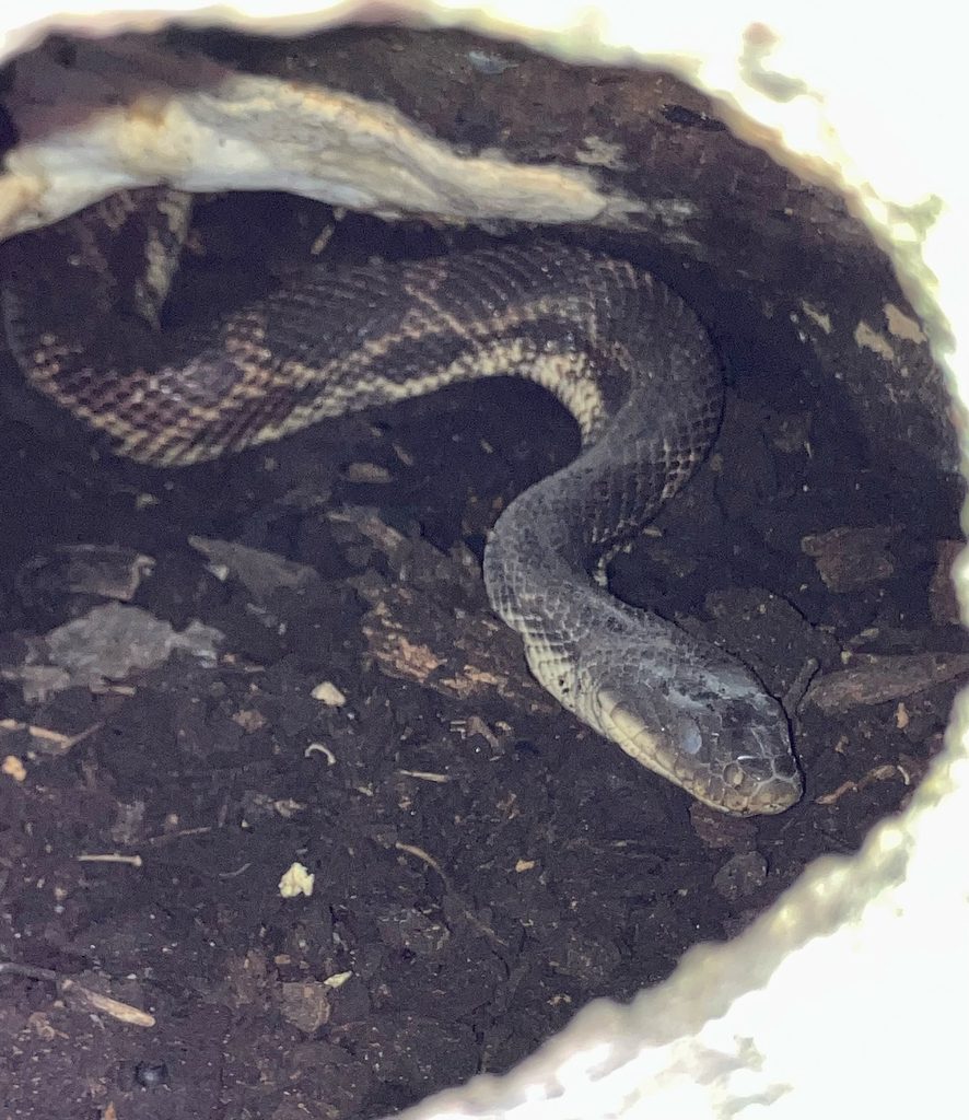 Western Rat Snake (Pantherophis obsoletus), photographed in the wild