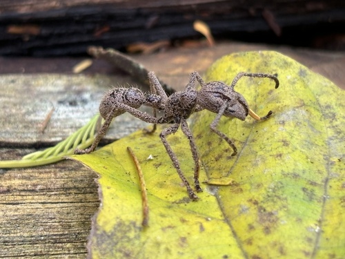 Bullet Ant (Paraponera clavata), photograph