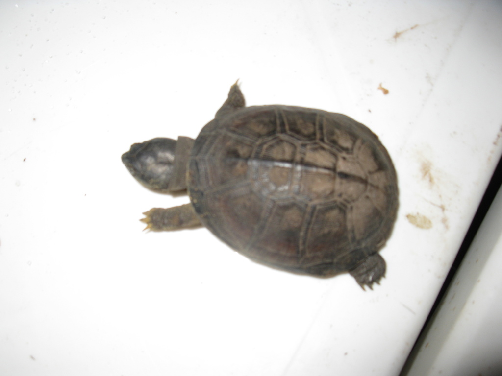 Photograph of African Sideneck Turtle (Pelusios castaneus)