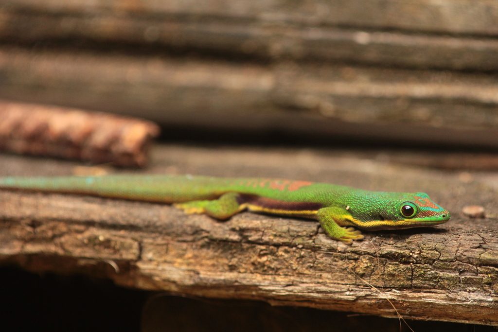 Lined day (Phelsuma lineata), photographed in the wild
