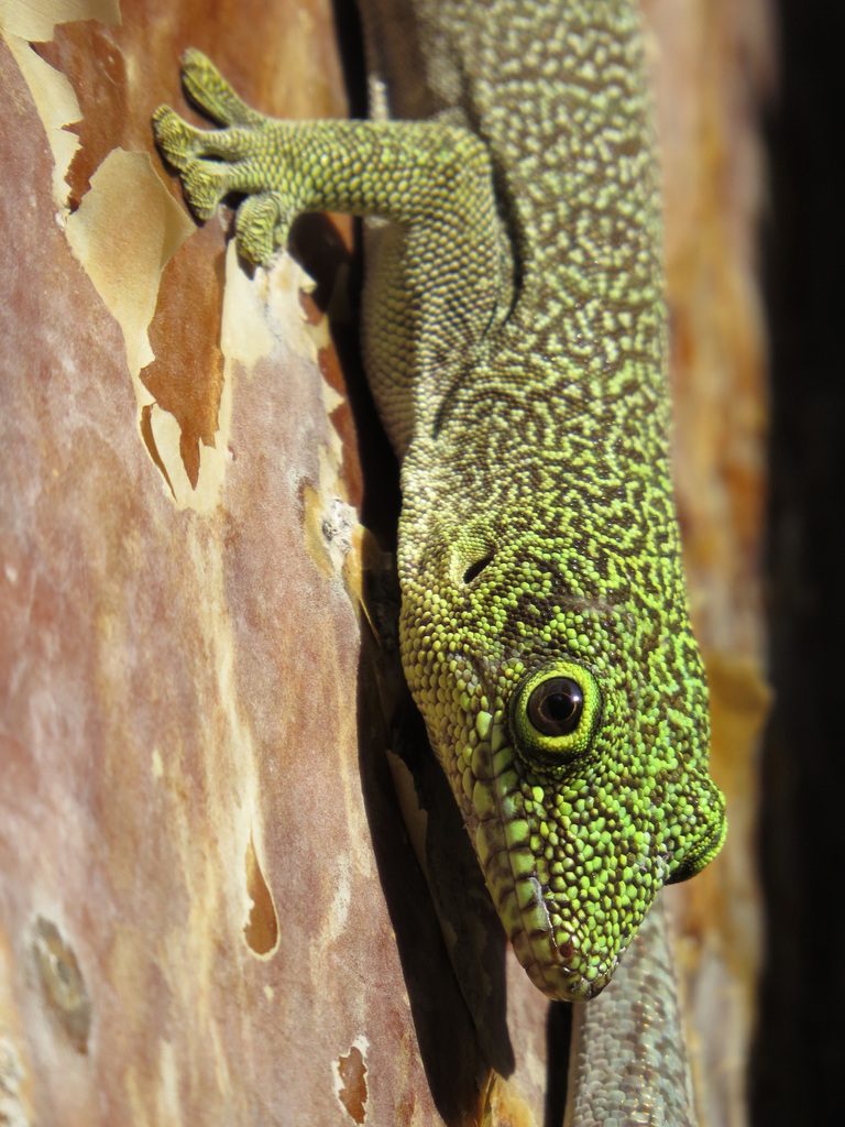 Photograph of Standing's Day Gecko (Phelsuma standingi)