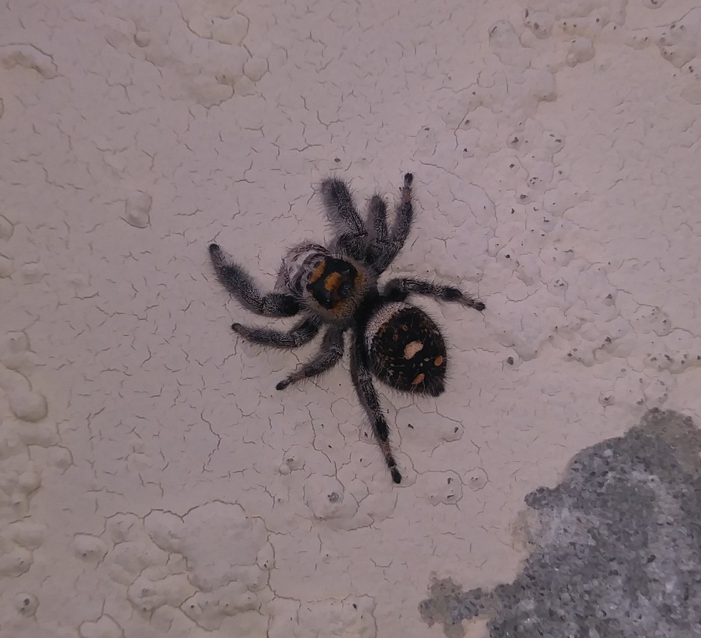 Regal jumping spider (Phidippus regius), photographed in the wild