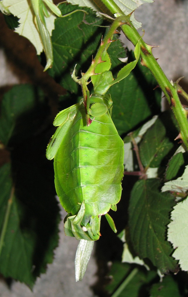 Philippine Leaf Insect (Phyllium philippinicum), photographed in the wild