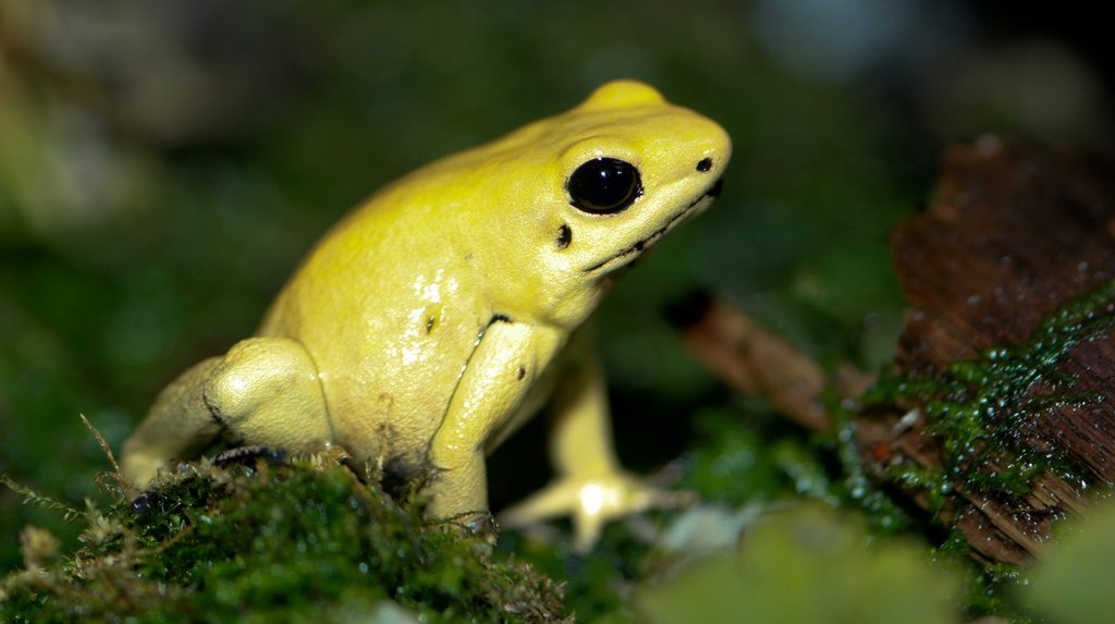 Golden Poison Dart Frog (Phyllobates terribilis), photographed in the wild