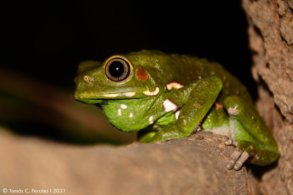Waxy Monkey Tree Frog (Phyllomedusa sauvagii), photographed in the wild