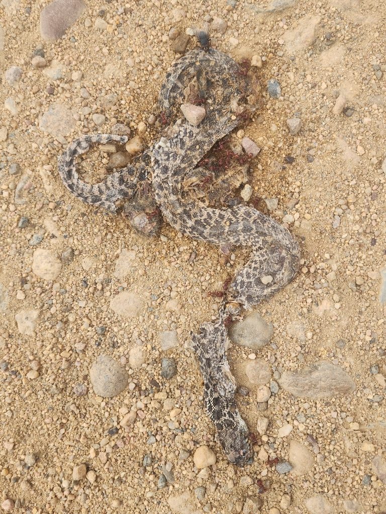 Bull Snake (Pituophis catenifer sayi), photograph
