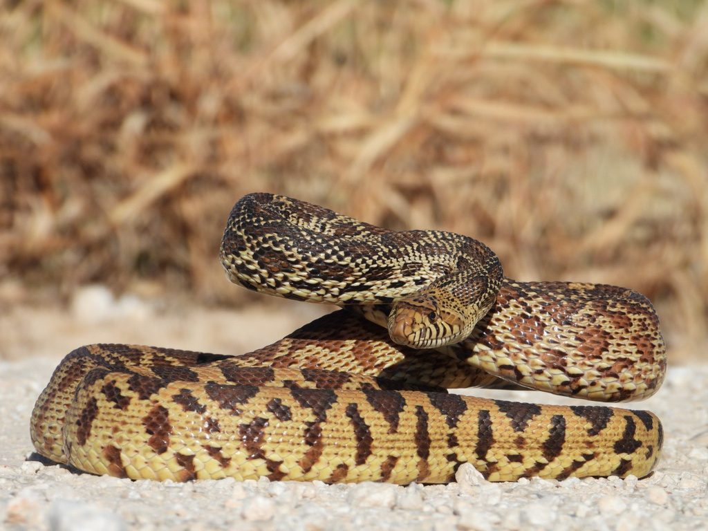 Gopher Snake (Pituophis catenifer), photographed in the wild