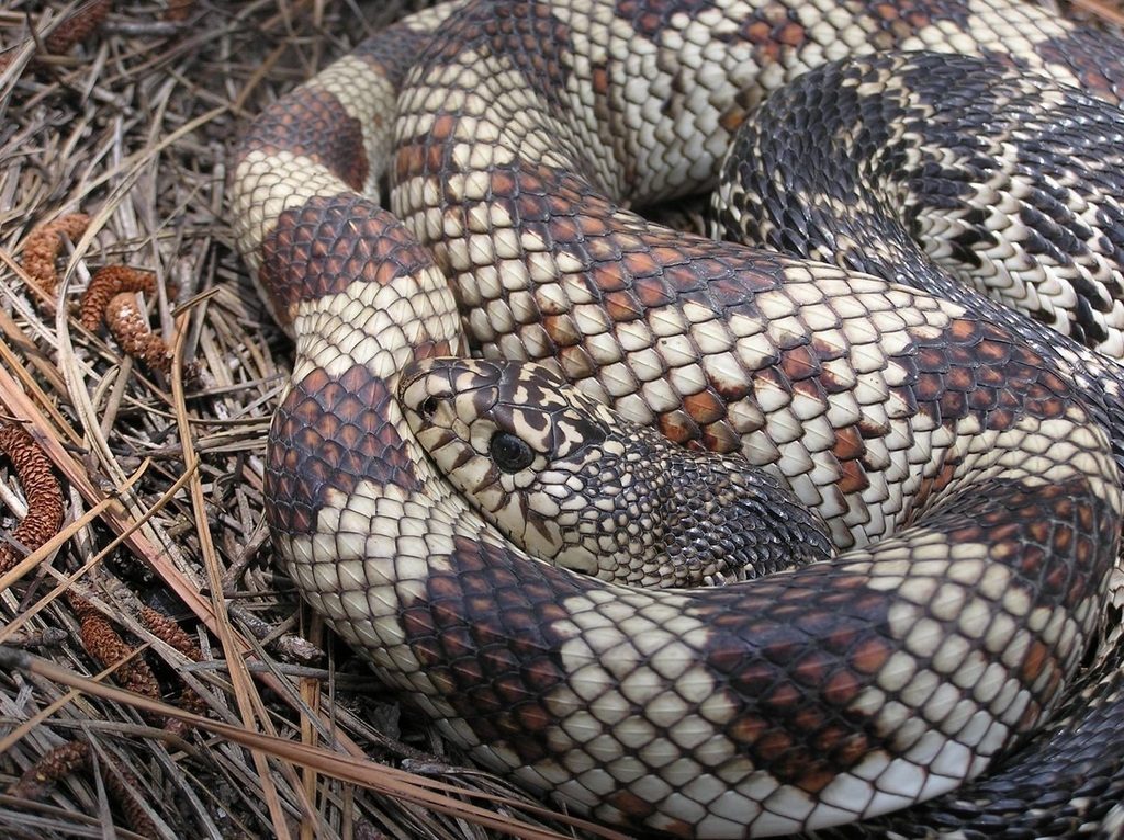 Pine Snake (Pituophis melanoleucus), photographed in the wild