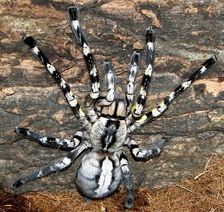Indian Ornamental Tarantula (Poecilotheria regalis), photographed in the wild