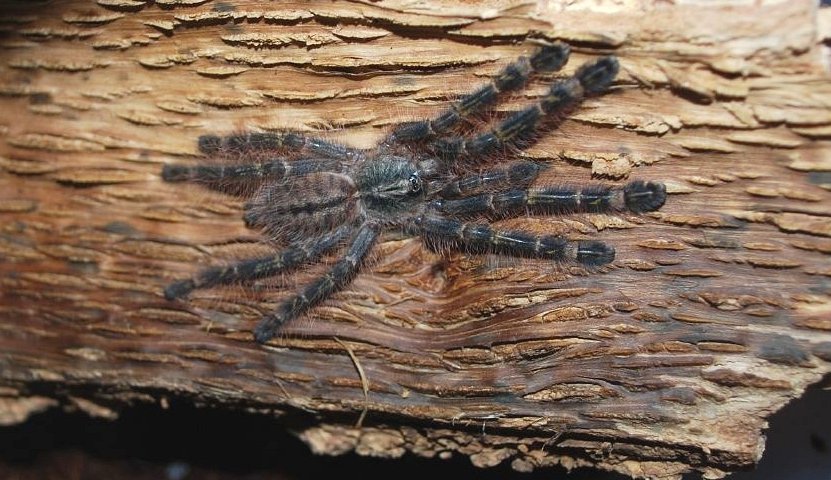 Red Slate Ornamental Tarantula (Poecilotheria rufilata), photographed in the wild