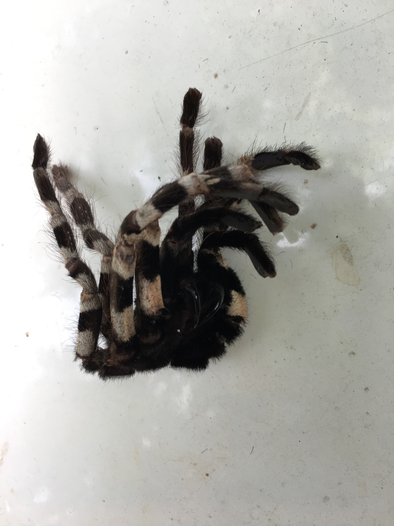 Wessel's Tiger Ornamental Tarantula (Poecilotheria tigrinawesseli), photographed in the wild