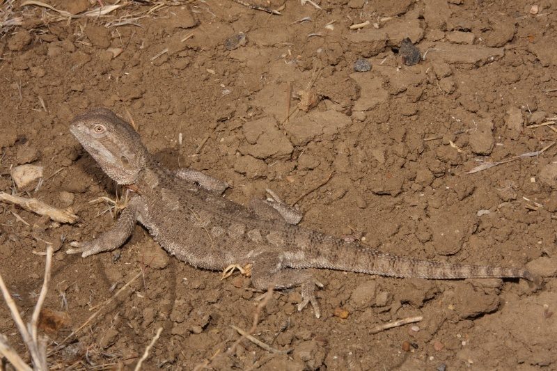 Rankin's Dragon (Pogona henrylawsoni), photographed in the wild