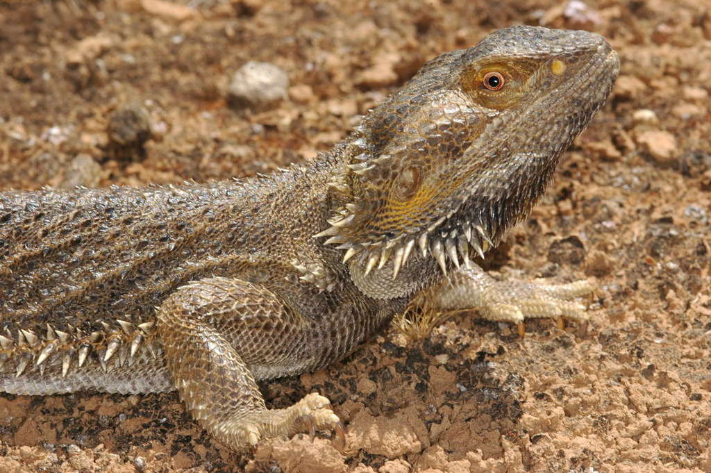 Bearded Dragon (Pogona vitticeps), photographed in the wild