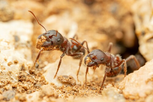 Rough Harvester Ant (Pogonomyrmex rugosus), photograph