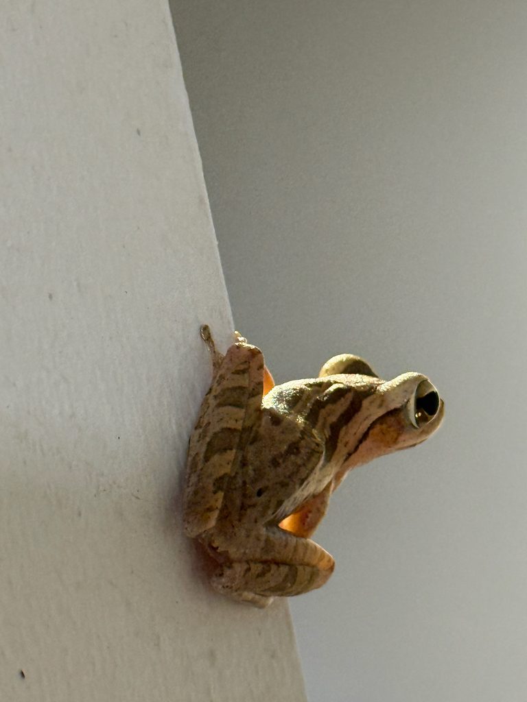 Four-lined Tree Frog / Common Tree Frog (Polypedates leucomystax), photographed in the wild