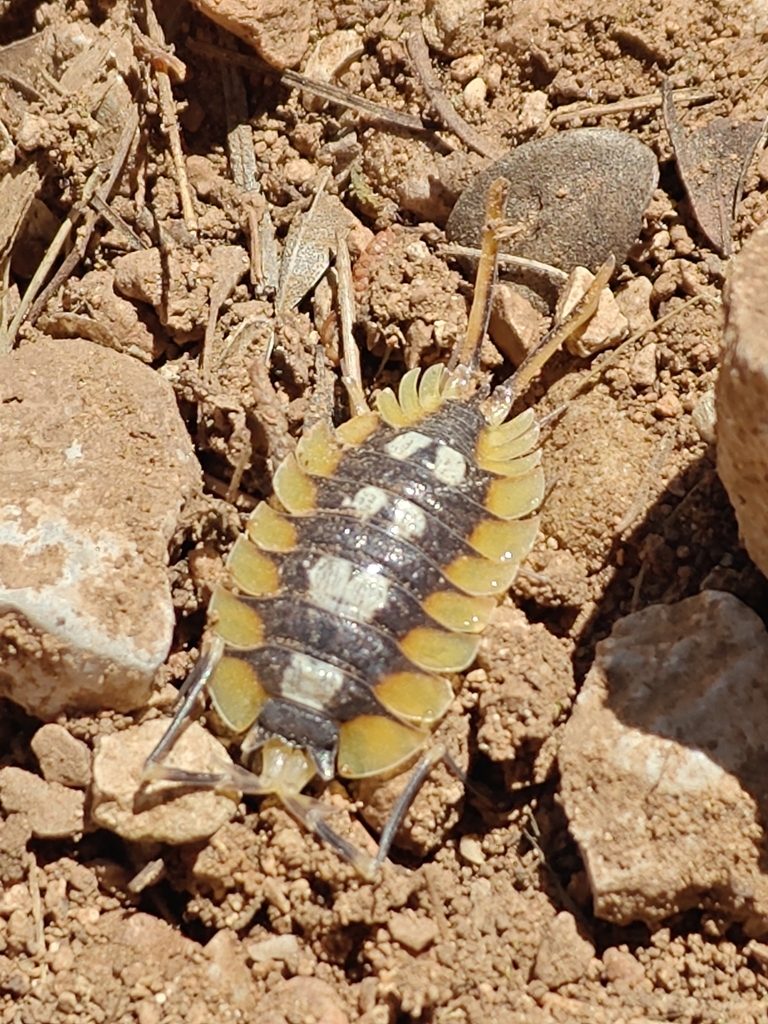 Giant Orange / Expansus Isopod (Porcellio expansus), photographed in the wild